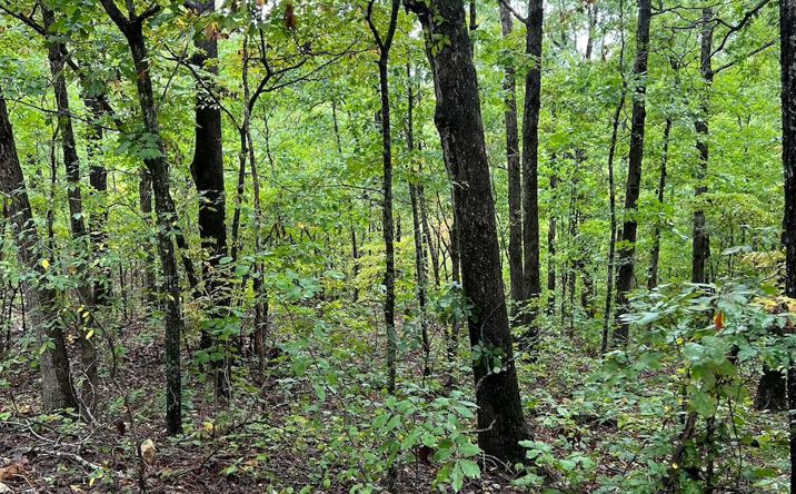 Pictures of Land property located at Lot 7  Needle's Eye Trail, Mammoth Spring, AR 72554 for sales - image #1