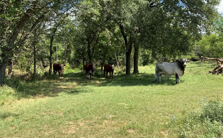 Pictures of Land property located at 10051 Co Rd 321, Blanket, TX 76432 for sales - image #1