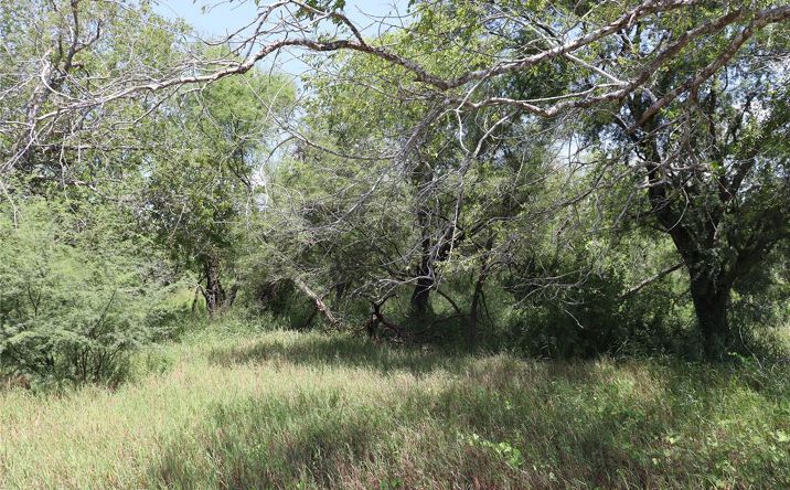 Pictures of Land property located at TBD County Rd 1144, Sinton, TX 78387 for sales - image #1