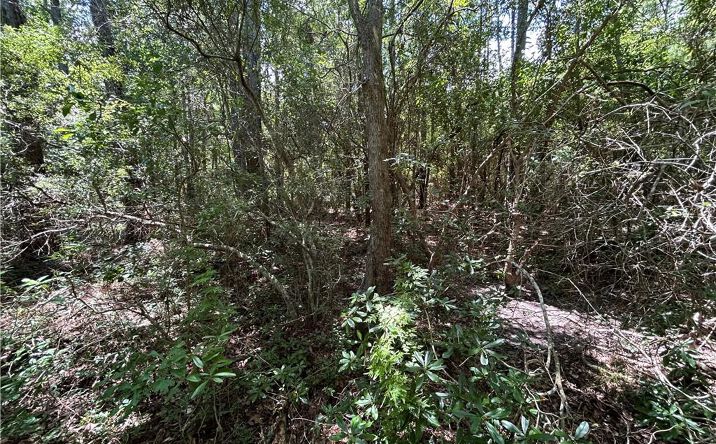Pictures of Land property located at 0 Bayou Pines Drive, Coden, AL 36523 for sales - image #1