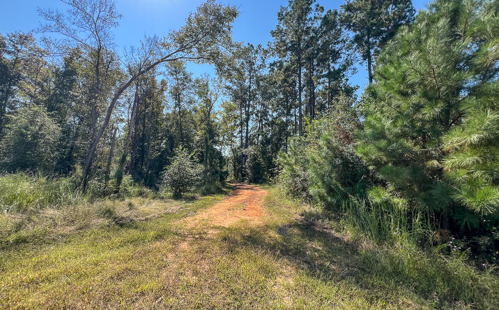 Pictures of Land property located at 0 Off County Road 2925, Weches, TX 75844 for sales - image #1