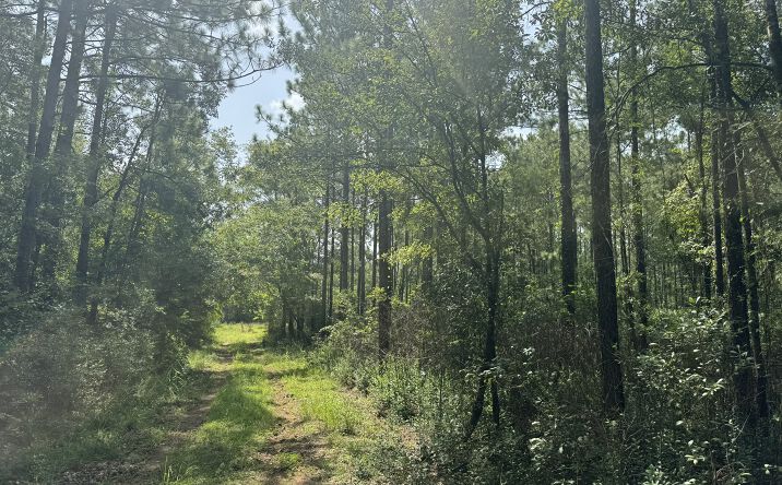 Pictures of Land property located at 0 Nokomis Rd, Walnut Hill, FL 32568 for sales - image #1