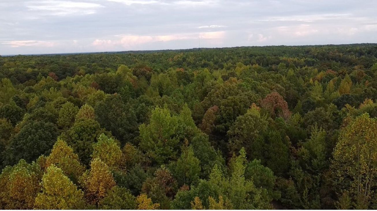 Rue Hammer Rd, Cedar Grove, TN 38321