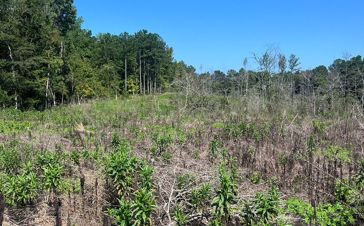 Pictures of Land property located at Pettigrew Pines Tract G, Baldwin, CO 81230 for sales - image #1