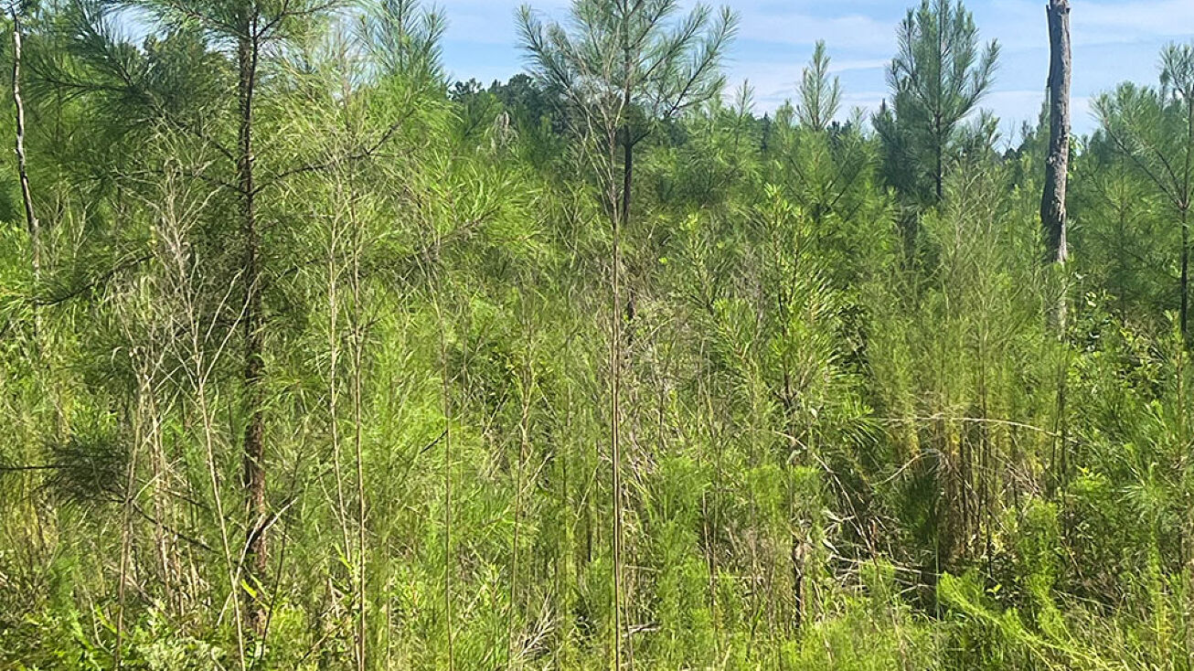 Pettigrew Pines Tract I, Baldwin, GA 81230