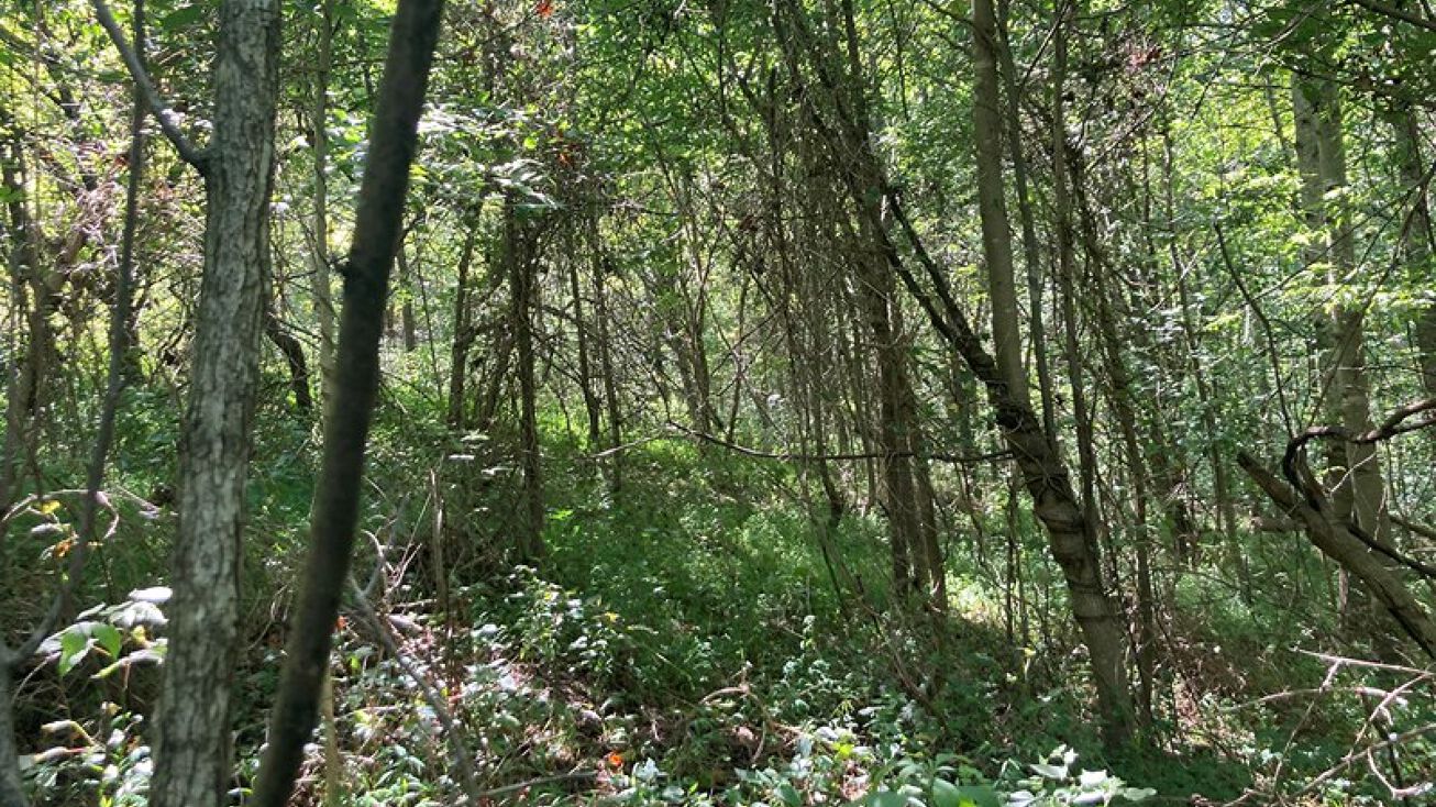 4855 Walnut Creek Rd, Scottsville, KY 42164