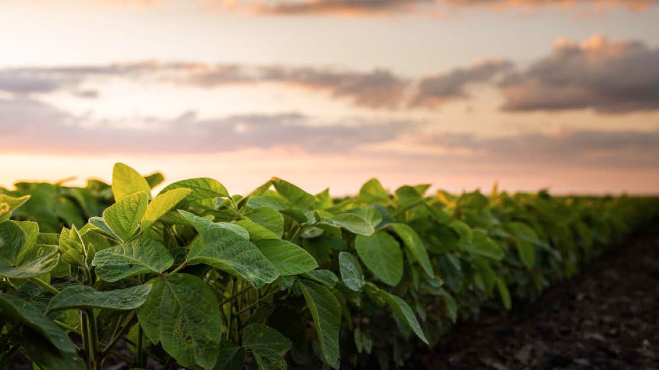 Turner Road Farm, Lake Village, AR 71653