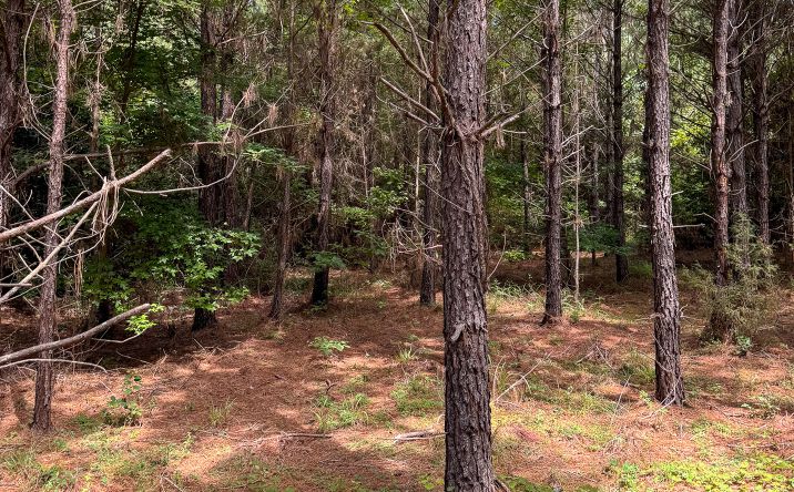 Pictures of Land property located at CC Nevada, Bluff City, AR 71722 for sales - image #1