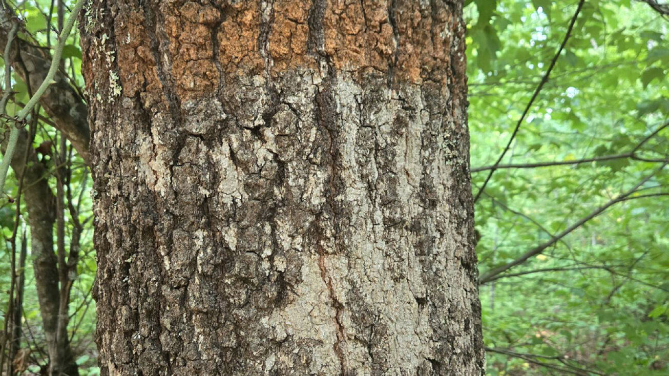 Weaghington Rd, Bradley, SC 29819