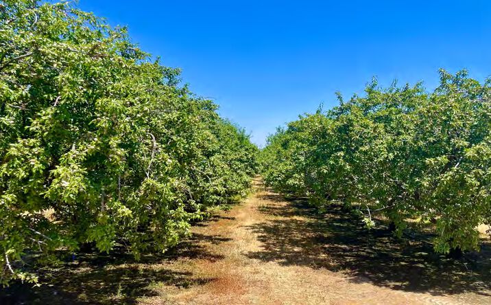 Pictures of Land property located at 348.4 Acres of Almonds, Dos Palos, CA 93620 for sales - image #1