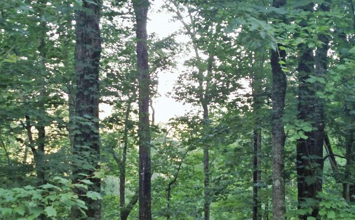 Pictures of Land property located at 22 Oak Ridge North, Hayesville, NC 28904 for sales - image #1
