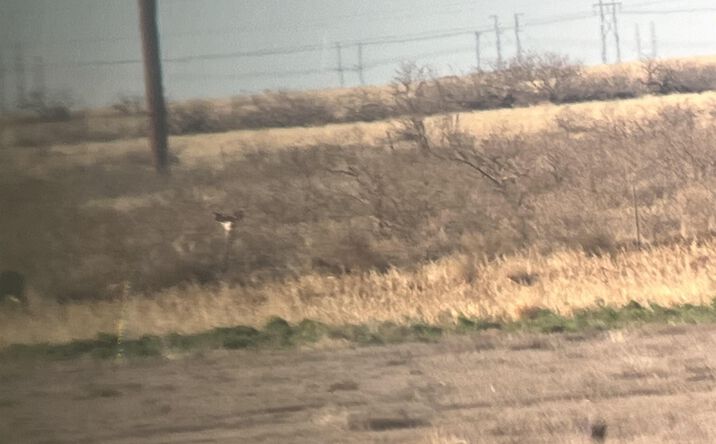 image of property at 516 S GILL RD Lovington NM 88260