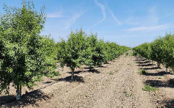 Pictures of Land property located at Almond Orchard Rd, Live Oak, CA 95953 for sales - image #1