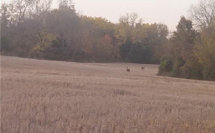 Pictures of Land property located at 17-Acres E 315th Street, Drexel, MO 64742 for sales - image #1