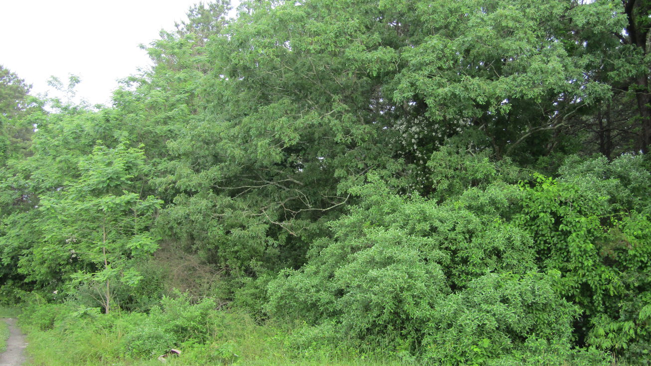 Weaver Ave, North Bellport, NY 11713