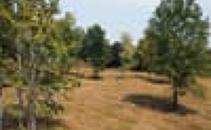 Pictures of Land, Business for Sale property located at Highway 51, Fisk, MO 63940 for sales - image #1