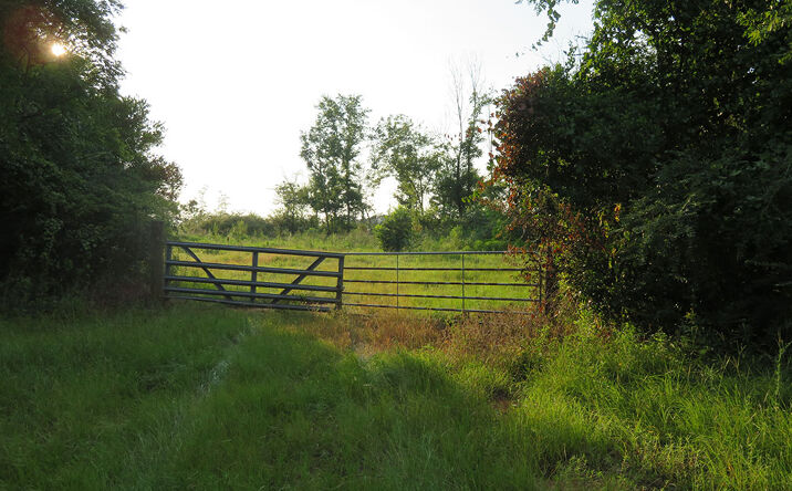 Pictures of Land property located at County Line Rd, Lumpkin, GA 31815 for sales - image #1