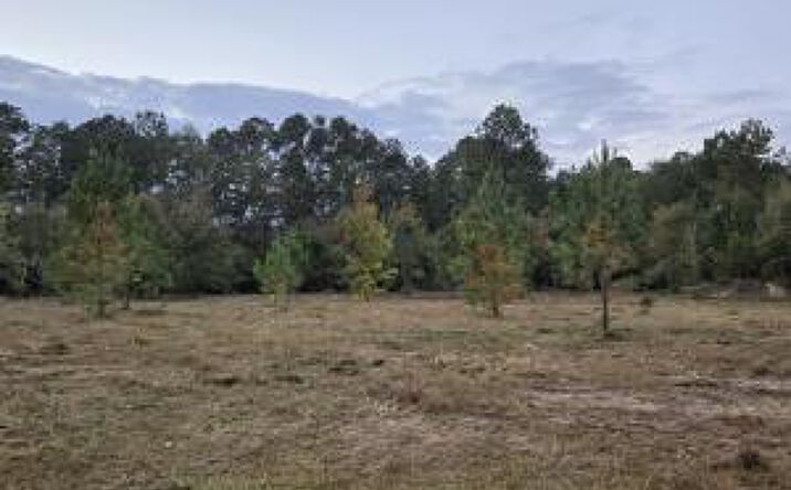 Pictures of Land property located at Lot A Ash Lane, Williston, SC 29853 for sales - image #1