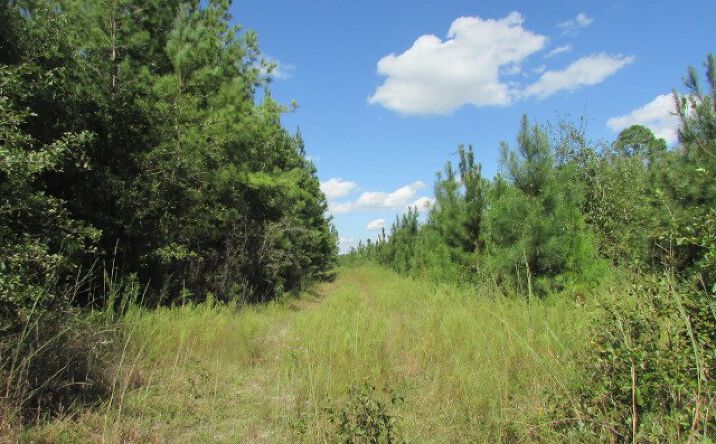 Pictures of Land property located at 000 Bellview Rd, Colquitt, GA 39837 for sales - image #1