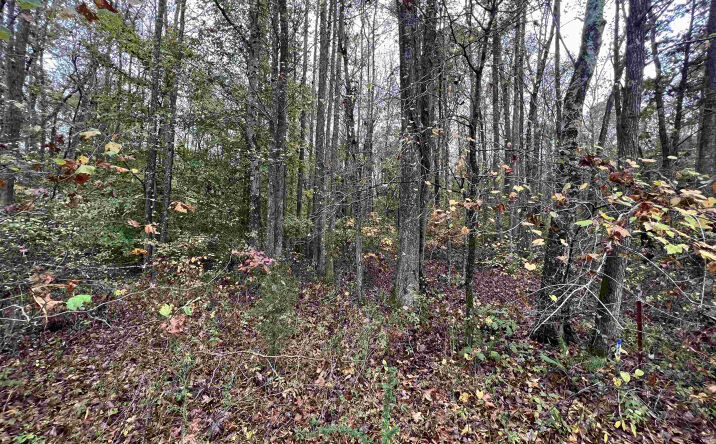Pictures of Land property located at Excalibur Trail (Lot 261), Cedar Grove, TN 38321 for sales - image #1