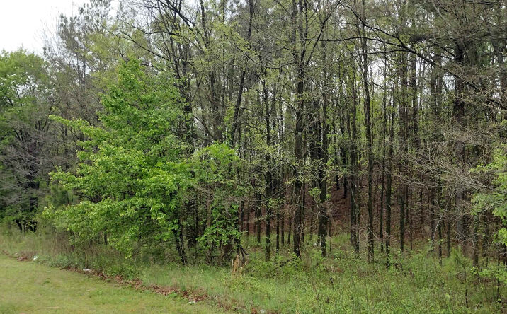 Pictures of Land property located at 00 N ROYAL Street, Jackson, TN 38301 for sales - image #1