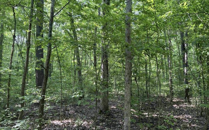 Pictures of Land property located at 0 Point Mason Road, Big Sandy, TN 38221 for sales - image #1