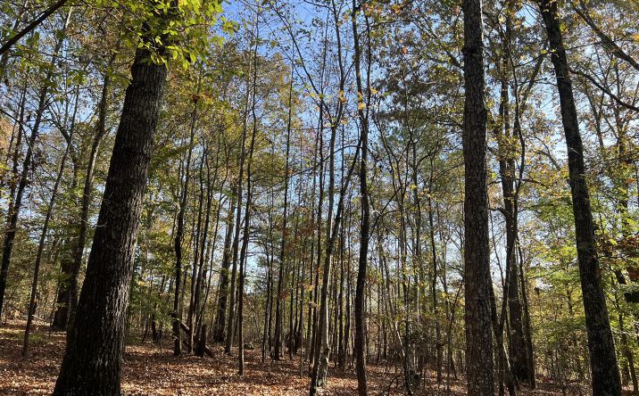 Pictures of Land property located at 908 Excalibur Trail (Lot 102), Cedar Grove, TN 38321 for sales - image #1