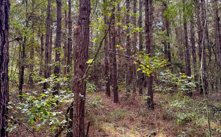 Pictures of Land property located at South Railroad 7, Louann, AR 71751 for sales - image #1