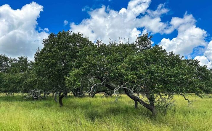 Pictures of Land property located at 3942 Mount Sharp Road, Wimberley, USA 78676 for sales - image #1