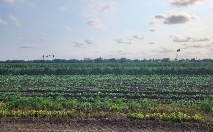 Pictures of Land property located at 00 Cesar Chavez Road, San Juan, TX 78589 for sales - image #1