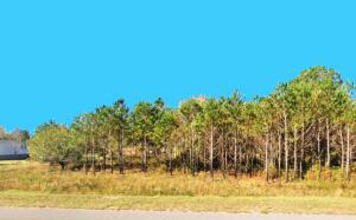Pictures of Land property located at 2026 Edgefield Road, Trenton, SC 29847 for sales - image #1