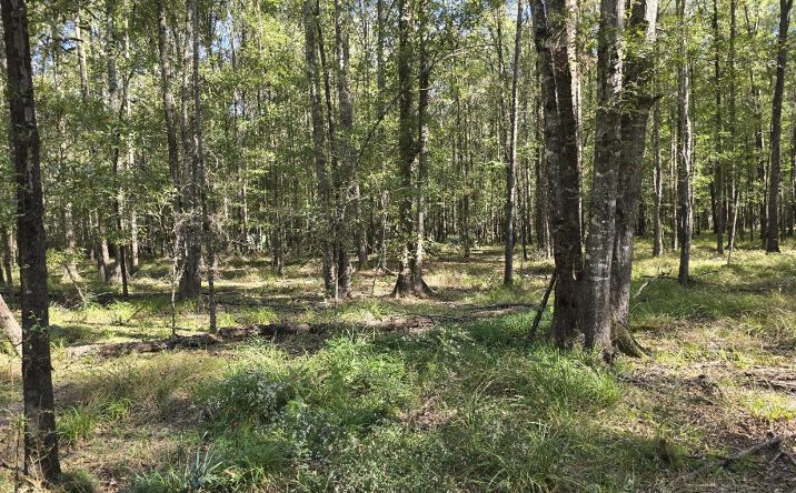 Pictures of Land property located at 15± Acres in Copiah County, Hazlehurst, MS 39083 for sales - image #1