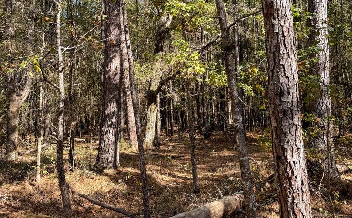 Pictures of Land property located at Harrell Homestead, Camden, AR 71711 for sales - image #1