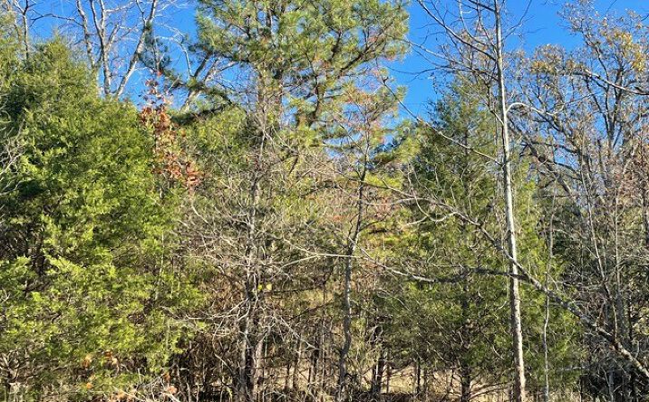 Pictures of Land property located at 200 Bella Vis, Berryville, AR 72616 for sales - image #1
