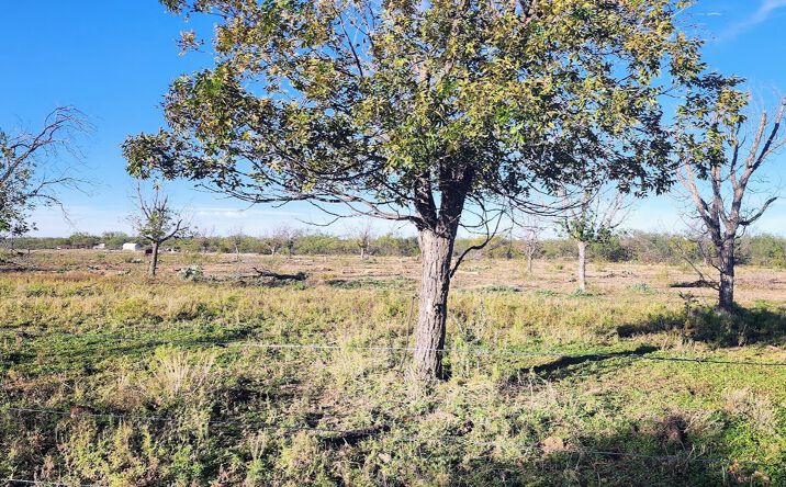 Pictures of Land property located at TBD Orchard Ave, Mertzon, TX 76941 for sales - image #1