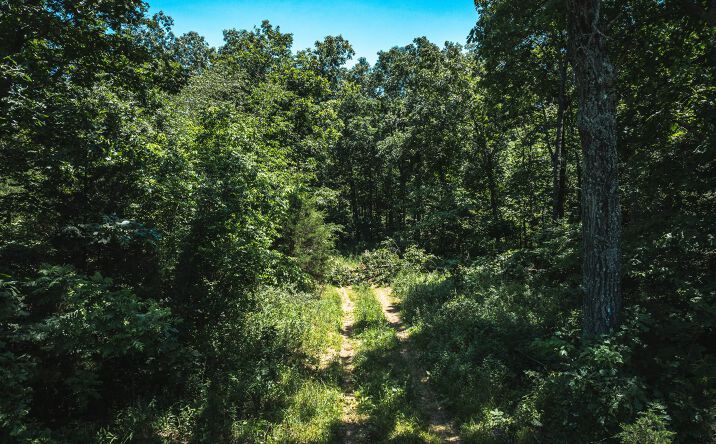 Pictures of Land property located at TBD Highway B, Ellington, MO 63638 for sales - image #1