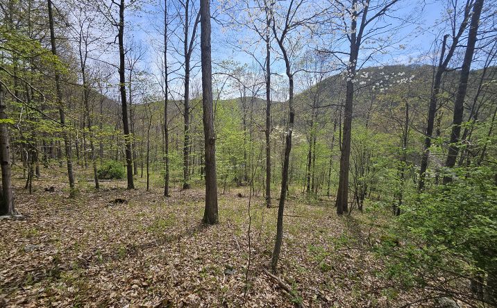 Pictures of Land property located at Route 555, Benezette, PA 15821 for sales - image #1