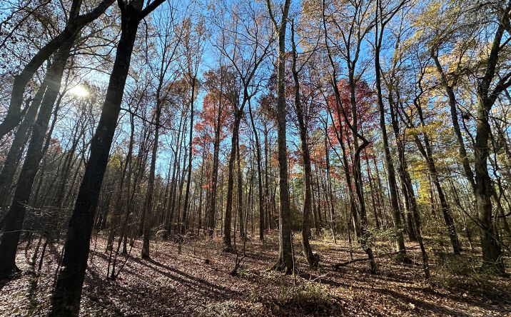 Pictures of Land property located at 000 County Road 133, Hatton, AL 35672 for sales - image #1