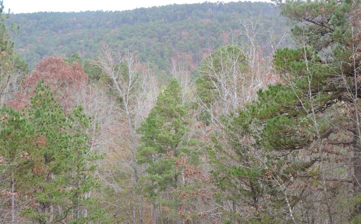 Pictures of Land property located at 911 Cold Springs Rd, Waldron, AR 72958 for sales - image #1