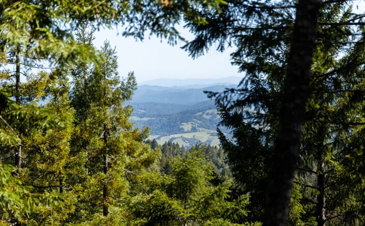 Pictures of Land property located at 8555 Signal Ridge Road, Philo, CA 95466 for sales - image #1