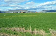 21129503