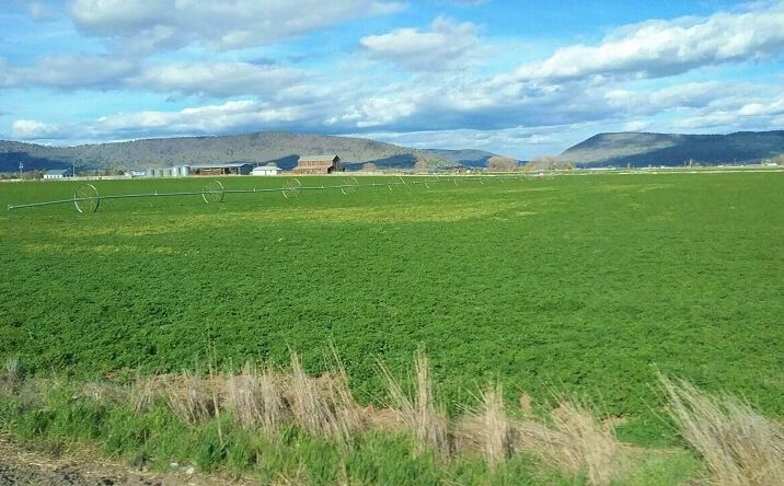 Pictures of Land property located at 295 Co Rd 149, Lookout, CA 96054 for sales - image #1