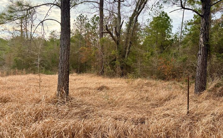 Pictures of Land, Multifamily, Special Purpose property located at NHN Robert Rhodes Rd, Poplarville, MS 39470 for sales - image #1