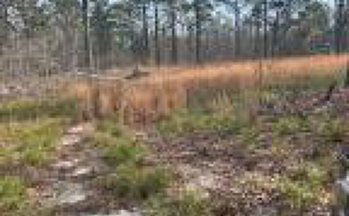 Pictures of Land property located at 142 Ryan Road Windsor, Windsor, SC 29856 for sales - image #1