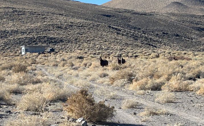 Pictures of Land property located at 26000 Hwy 264, Dyer, NV 89010 for sales - image #1