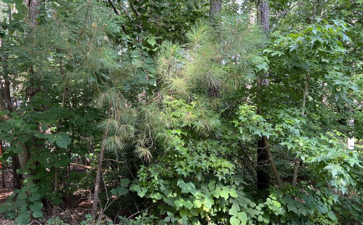Pictures of Land property located at 19102 Stone Brook, Chapel Hill, NC 27517 for sales - image #1