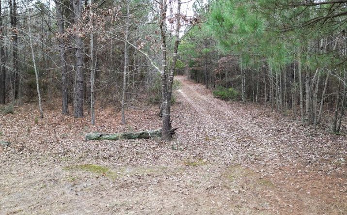 Pictures of Land property located at TBD FM 1841, Bivins, TX 75555 for sales - image #1