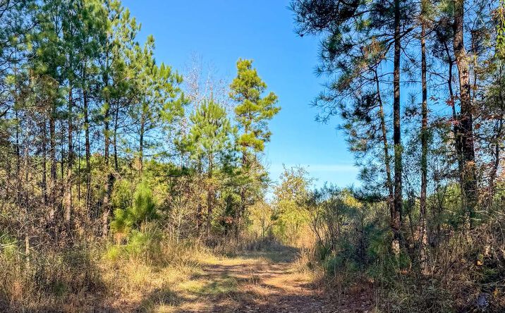 Pictures of Land property located at Parkers Chapel 20, Foster Hill, AR 71730 for sales - image #1