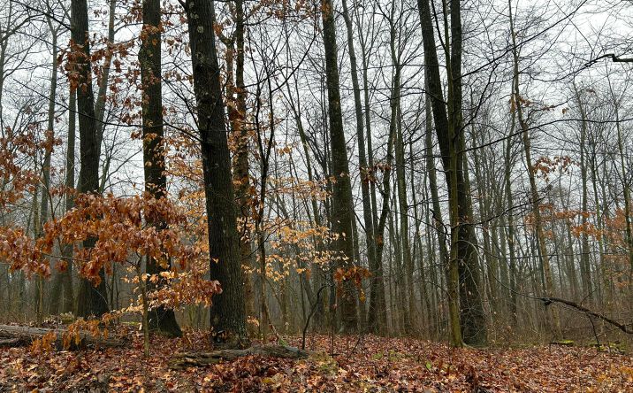 Pictures of Land property located at 0 Staats Road, Howard, OH 43028 for sales - image #1