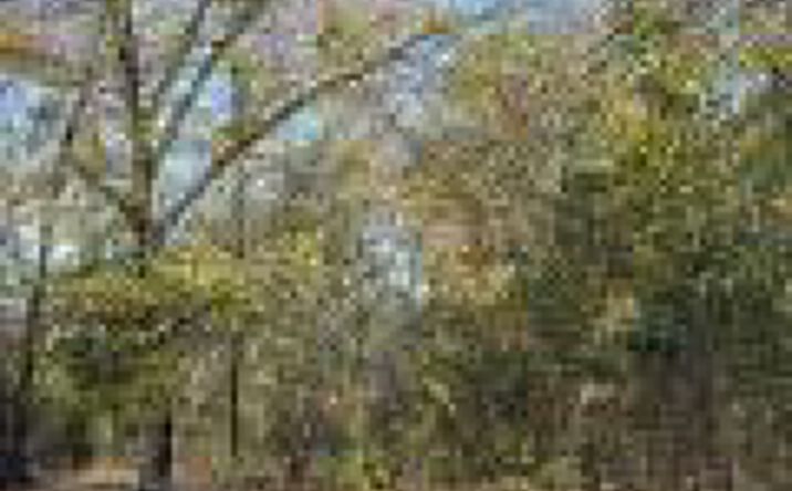 Pictures of Land, Mixed Use property located at Barnwell Highway, Denmark, SC 29042 for sales - image #1